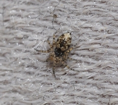 Oecobius maculatus
