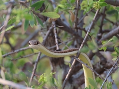 Psammophis subtaeniatus