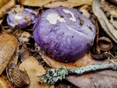 Cortinarius iodes