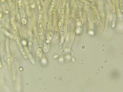 Cantharellus formosus