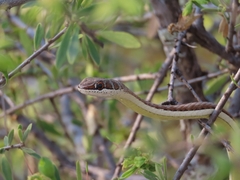 Psammophis subtaeniatus