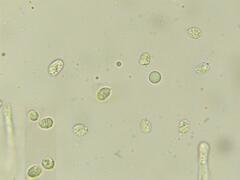 Cantharellus formosus