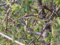Psammophis subtaeniatus