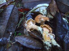 Cantharellus formosus