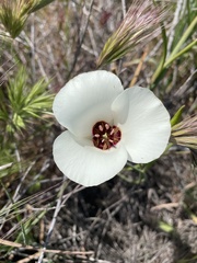 Calochortus catalinae