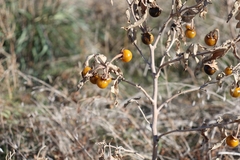 Solanum elaeagnifolium