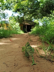 Chamaeleo zeylanicus