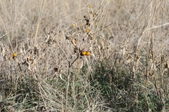 Solanum elaeagnifolium