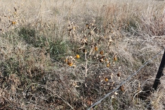 Solanum elaeagnifolium