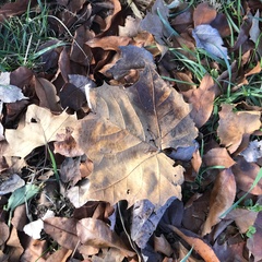 Platanus