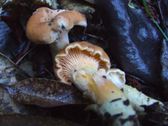 Cantharellus formosus