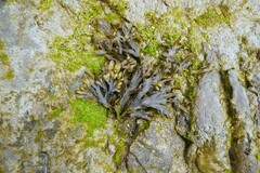 Fucus vesiculosus
