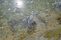 Fucus vesiculosus