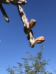 Cylindropuntia thurberi