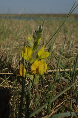 Thermopsis mongolica
