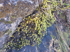 Breutelia substricta