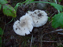 Saproamanita