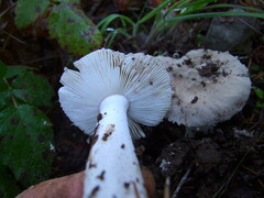 Saproamanita