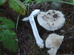 Saproamanita