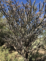 Cylindropuntia thurberi