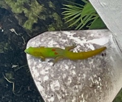 Phelsuma laticauda