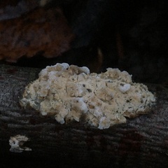 Basidioradulum radula