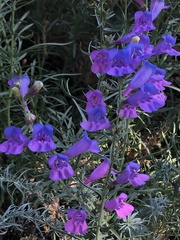Penstemon