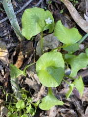 Claytonia