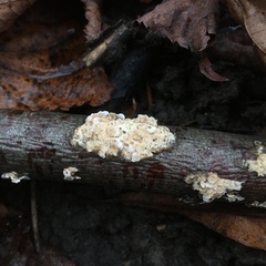 Basidioradulum radula