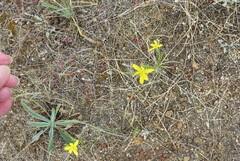 Moraea lewisiae