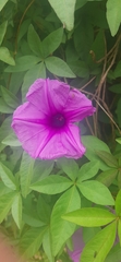 Ipomoea pedicellaris