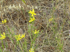 Moraea lewisiae