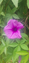 Ipomoea pedicellaris