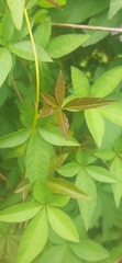 Ipomoea pedicellaris