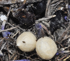 Latrodectus tredecimguttatus