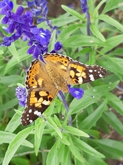 Vanessa cardui