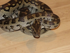 Python natalensis
