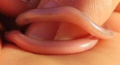 Rhinotyphlops lalandei