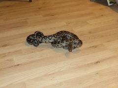 Python natalensis