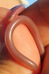 Rhinotyphlops lalandei