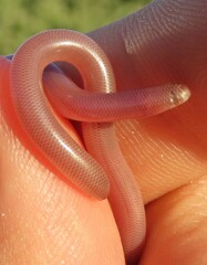 Rhinotyphlops lalandei