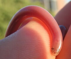 Rhinotyphlops lalandei