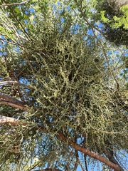 Phoradendron californicum