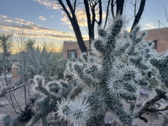 Cylindropuntia whipplei