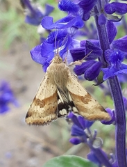 Heliothis