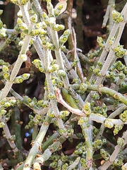 Phoradendron californicum