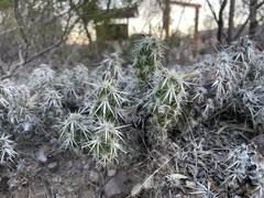 Grusonia clavata