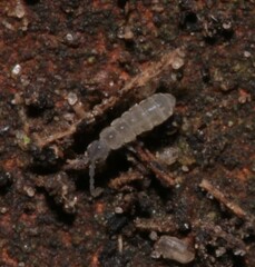 Vertagopus pseudocinereus