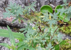 Phragmidium andersonii