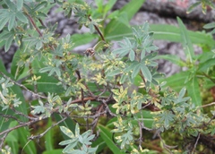 Phragmidium andersonii